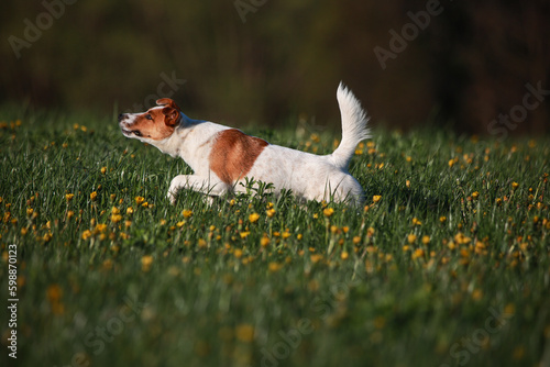 Obraz na płótnie Jack Russel w salonie