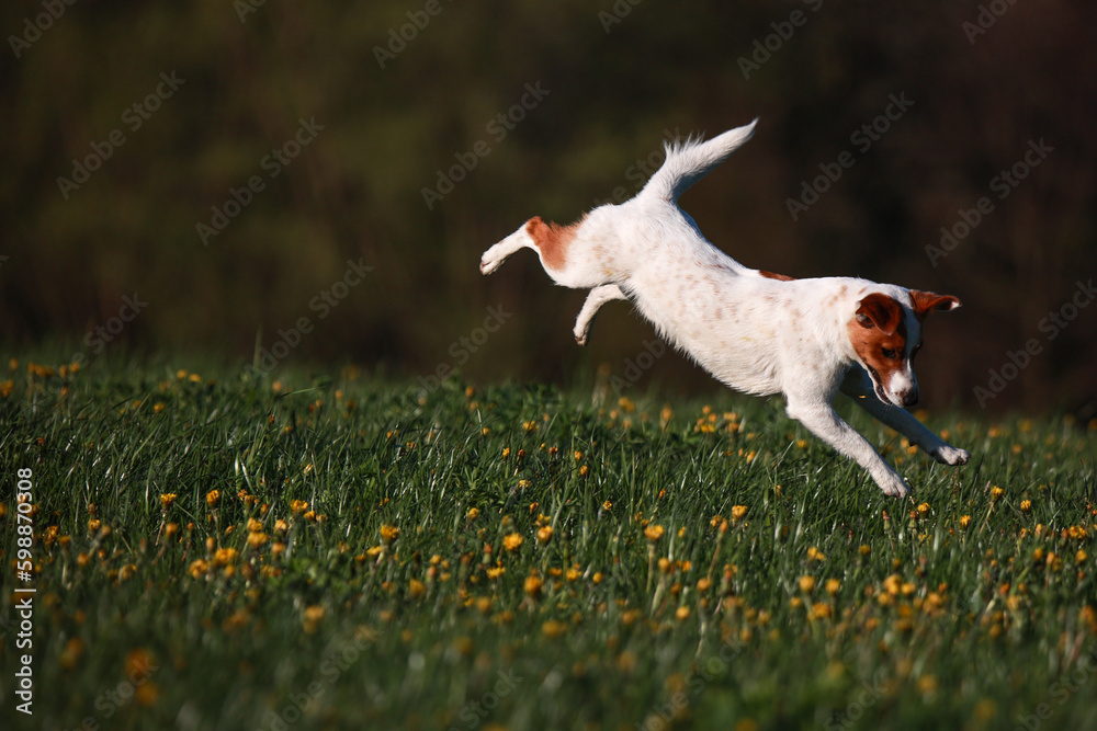 Jack Russel