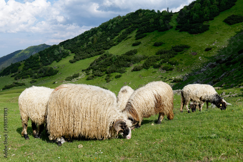 Fototapeta Naklejka Na Ścianę i Meble -  Sheep on a lush green field. Rural lifestyle and animal husbandry. Group of domestic sheep on meadow eating grass. Sheep graze the pastures in the mountains.