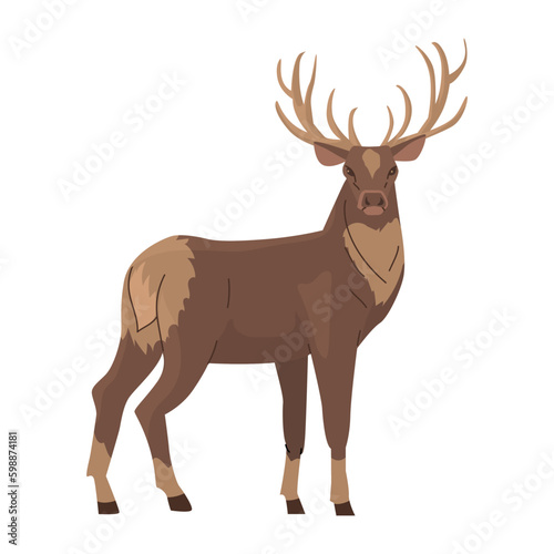 Wild Deer, stands and looks half a turn. Large branched horns. King of the Forest. Vector illustration. Isolated object on white background.