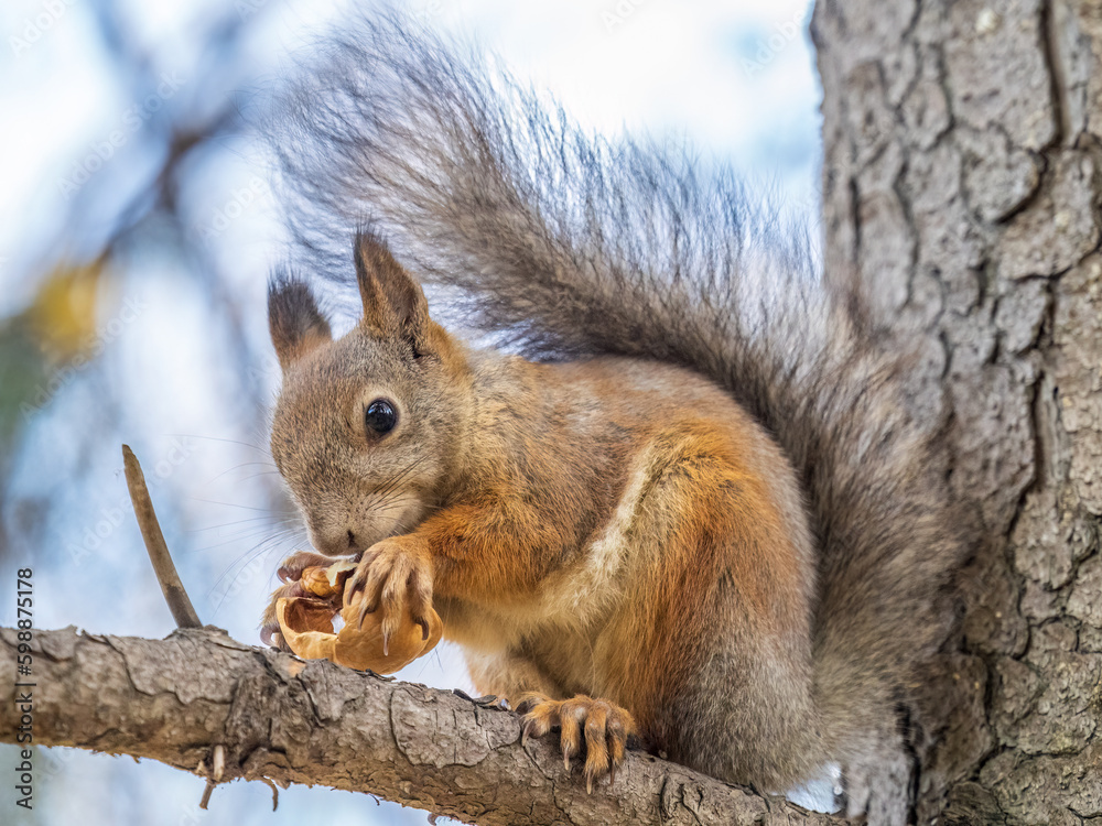 The squirrel with nut sits on tree in the autumn. Eurasian red squirrel, Sciurus vulgaris. The squirrel with nut sits on tree in the autumn. Eurasian red squirrel, Sciurus vulgaris.