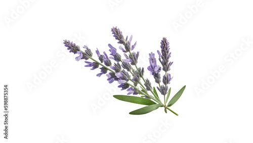 3d rendering of Lavender Flower isolated on transparent background, Generative AI