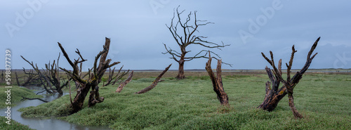 dead tree in the landscape porlock weir england uk  photo