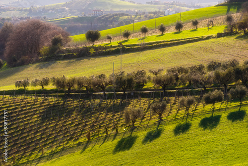 Countryside landscape  green agricultural fields and olive trees among hills