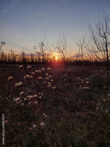 Sunset in the orchard
