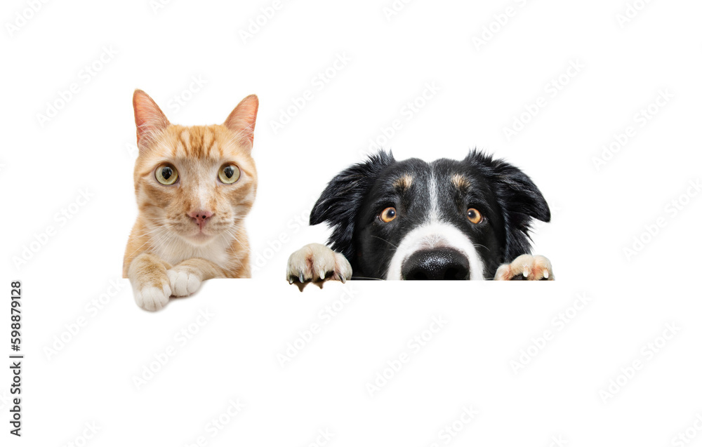 Fototapeta premium Portrait ginger orange cat peeking over and looking at camera. Isolated on white background