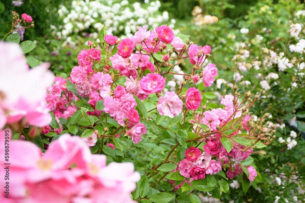A bunch of pink roses are in a garden. A bunch of pink roses are in a garden.