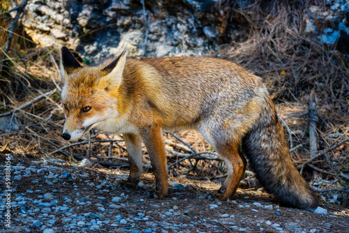 Fox on one of the roads. Sierra de Cazorla, Jaen. Spain. © mvera