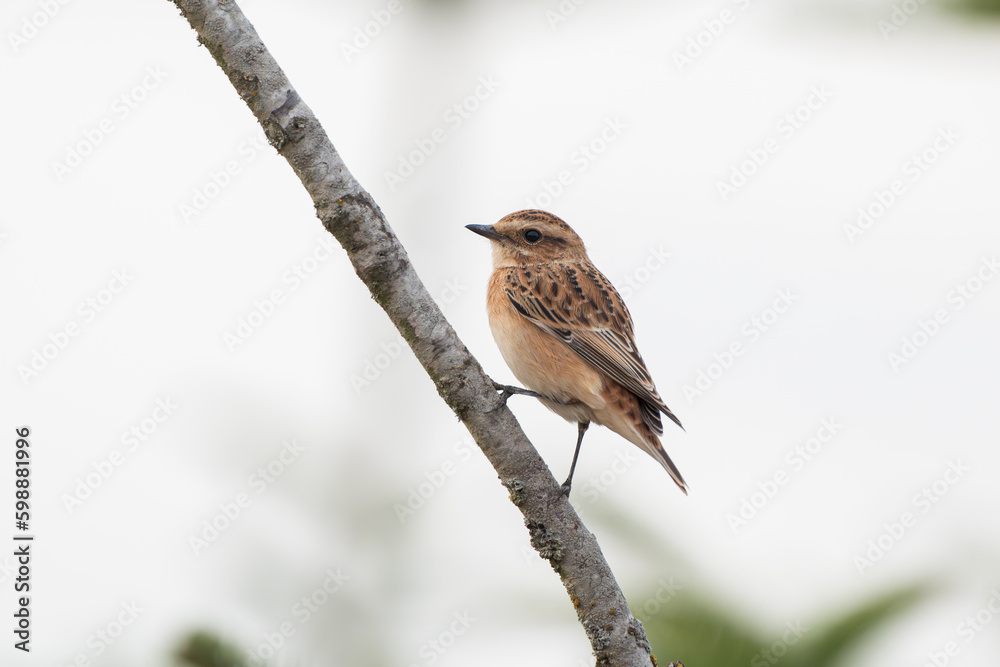 Fototapeta premium Braunkehlchen