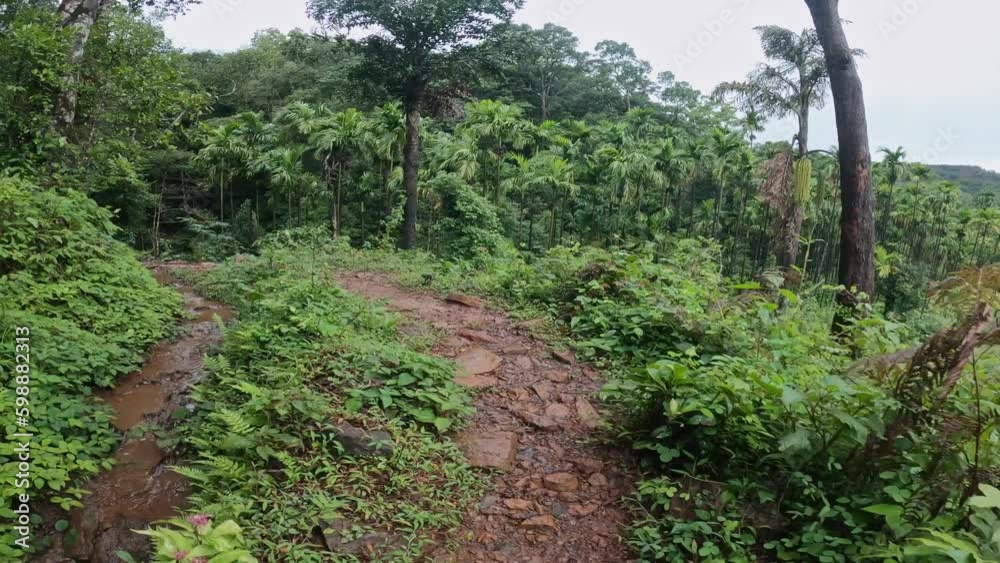 Hiker man walking in wild jungle. hiking or trekking adventure in forest Hiker man walking in wild jungle. hiking or trekking adventure in forest