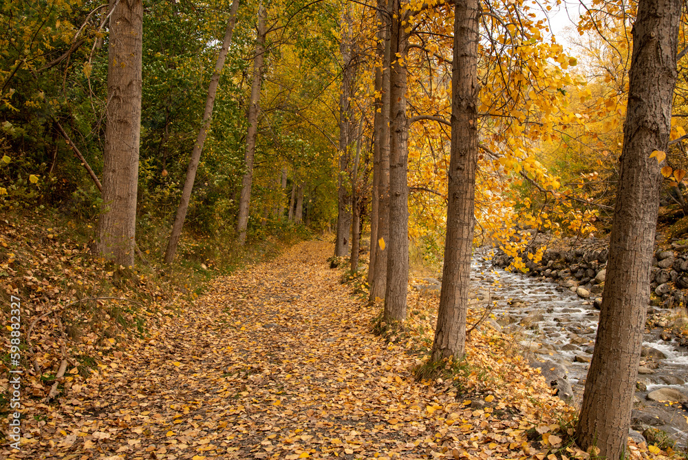 Obraz premium View of a natural landscape, a country road through the mountains next to a river and full of orange, brown and yellow leaves fallen on the ground in autumn.