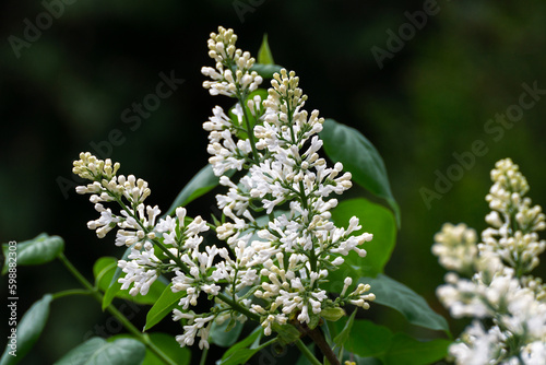 Branch of white lilac flowers with the leaves, natural spring background.