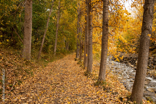 View of a natural landscape, a country road through the mountains next to a river and full of orange, brown and yellow leaves fallen on the ground in autumn.