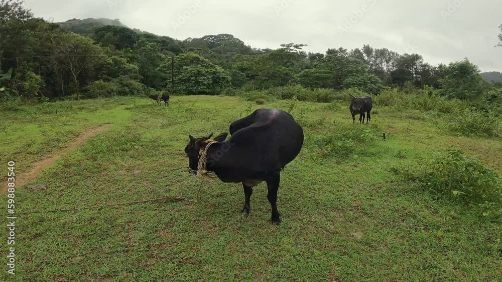 A wide view of domestic black cows tied in the fields while it was raining A wide view of domestic black cows tied in the fields while it was raining
