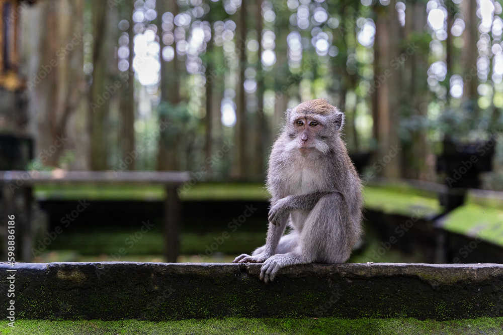 Portrait of one monkey at Sangeh monkey forest in Bali near Ubud village. Indonesia