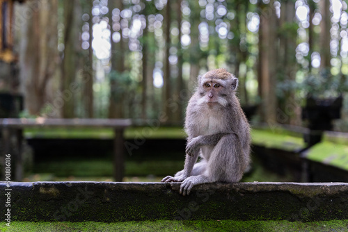 Photography Portrait of one monkey at Sangeh monkey forest in Bali near Ubud village