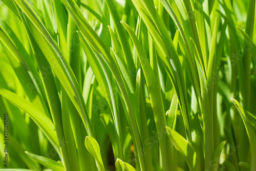 Macro view of the first spring sprouts of rich green grass, suitable as a background image.