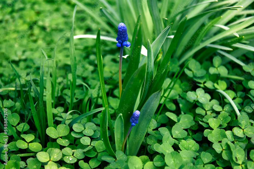 Close-up of blue moscari flowers in the garden in spring on a sunny day Close-up of blue moscari flowers in the garden in spring on a sunny day