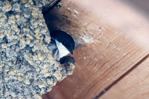 Mehlschwalbe in ihrem Nest photo