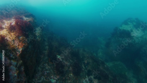 Wallpaper Mural Underwater view of the reef in Atlantic Ocean, murky cold water and rocks on the bottom with few fishes swimming around Generative AI Torontodigital.ca