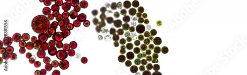 Haematococcus pluvialis green and cyst algae under microscopic view - haematocyst, active and resting cells, strong antioxidant astaxanthin photo