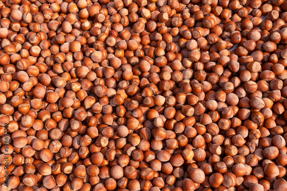 Hazelnuts, view from above, fresh, organic, selected field, hazelnut, traditional, nut