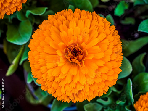 A bright orange colored marigold flower top view close up. Summer is coming.