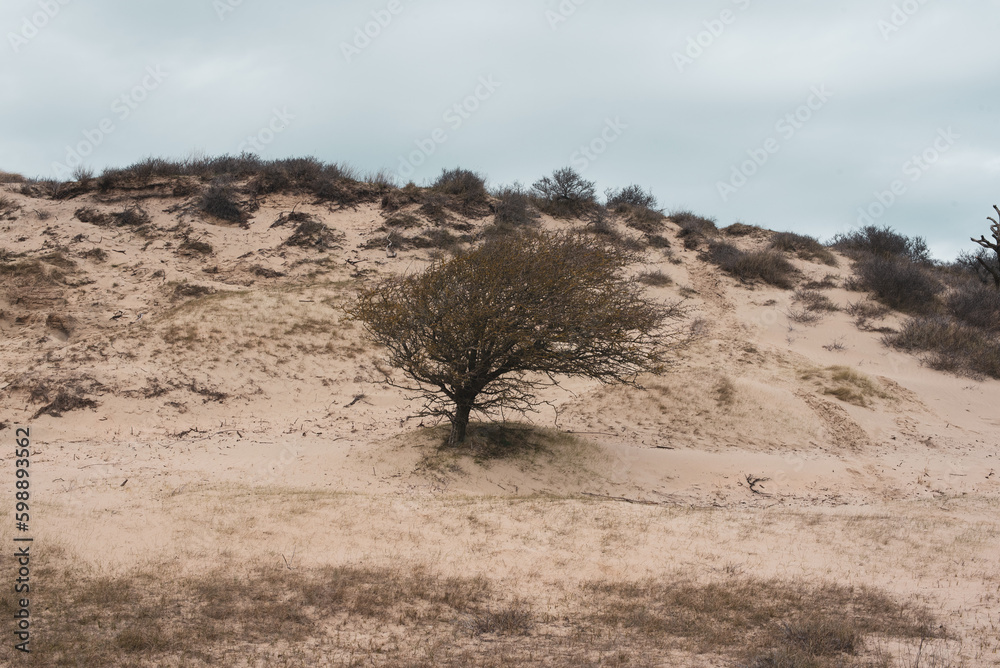 tree in the desert