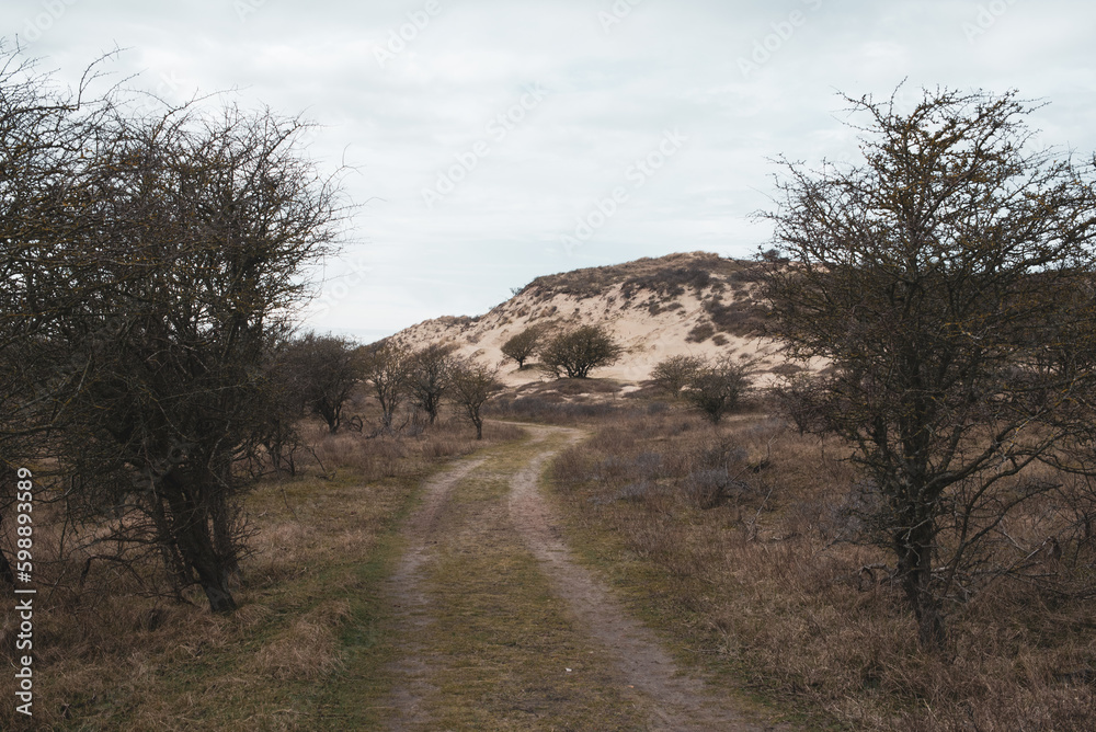 Fototapeta premium sand dunes on the coast of the north sea