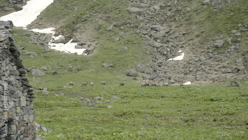 Alpine ibex (steinbock) grazing in Switzerland Alps.