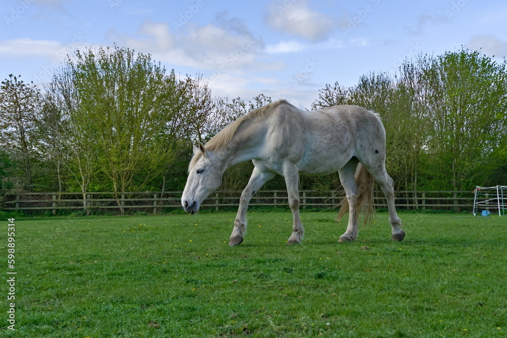 Obraz premium horse and foal