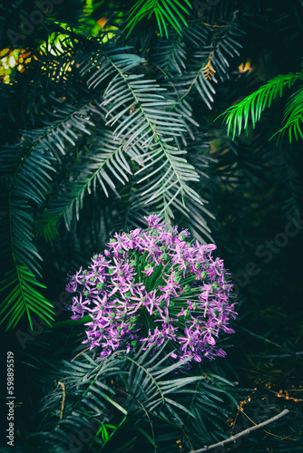Decoration purple flowers in the garden