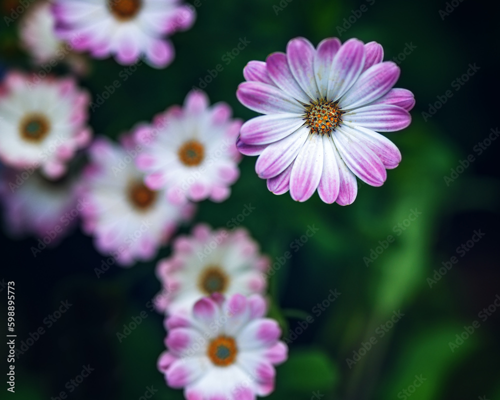 Obraz premium pink and white daisies