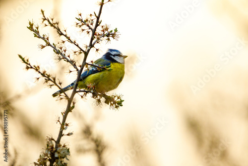 A Blue Tit in the Wild