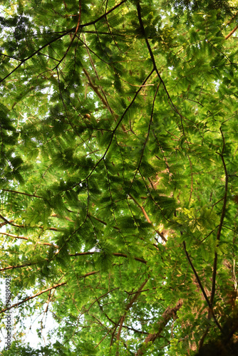 Tree and green leaves in the forest