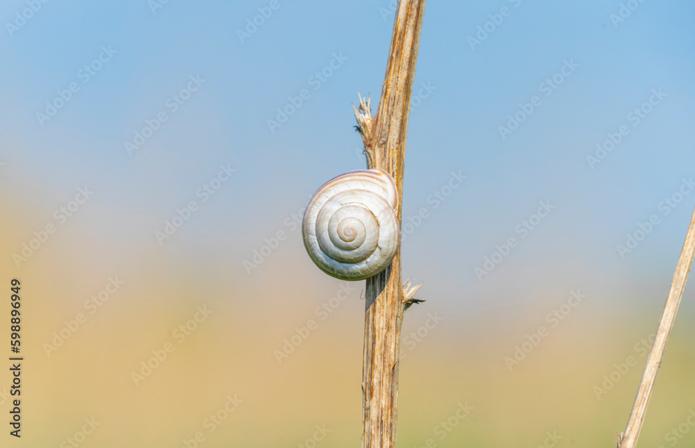 White snail lit by sunlight. White Snail on a stick with natural background. White snail lit by sunlight. White Snail on a stick with natural background.