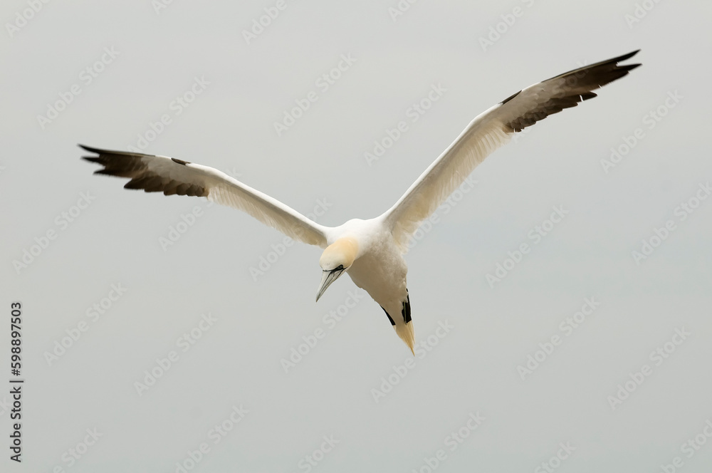 Northern gannet (Morus bassanus) in Bass Rock