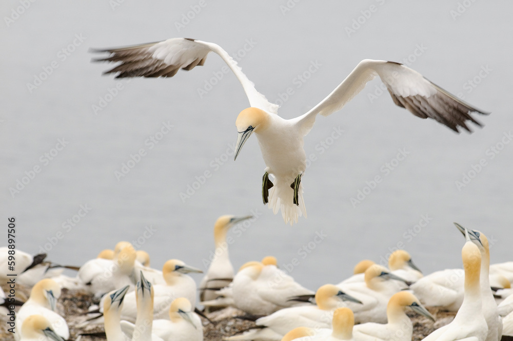 Northern gannet (Morus bassanus) in Bass Rock