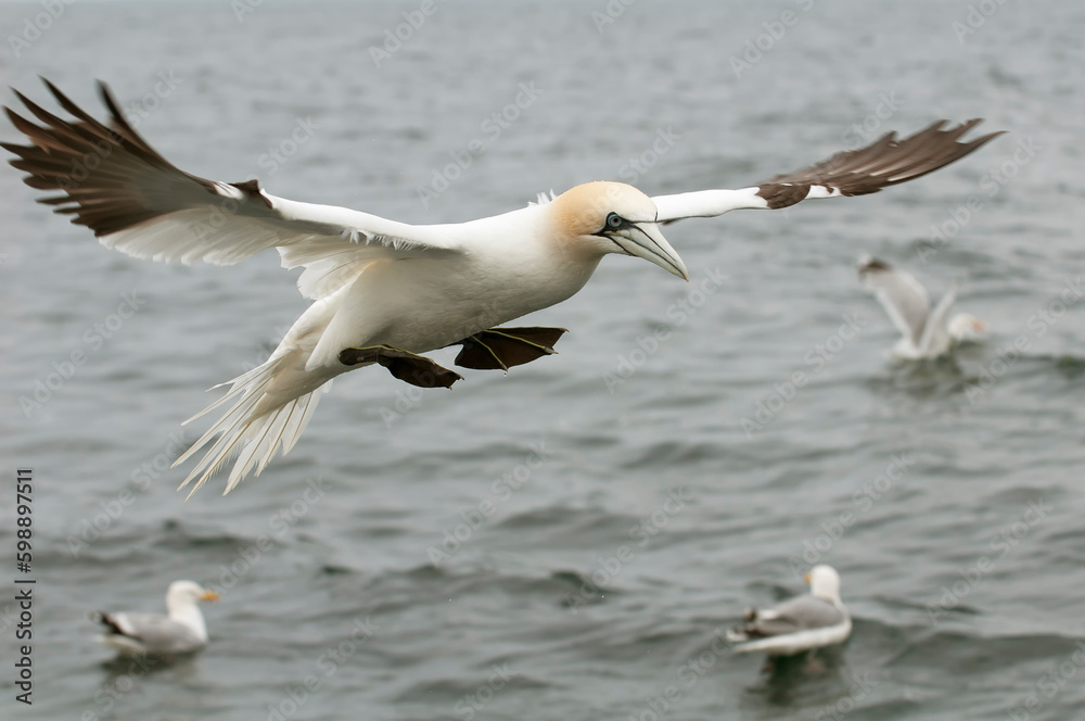 Northern gannet (Morus bassanus) in Bass Rock Northern gannet (Morus bassanus) in Bass Rock