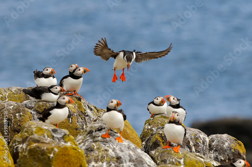 Atlantic puffin (Fratercula arctica) flying