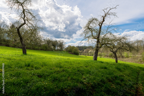 Obstwiese mit alten Apfelb  umen