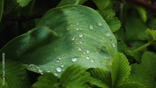 Raindrops on a green leaf. Summer garden in rainy weather. Bright green colors in the garden after the rain