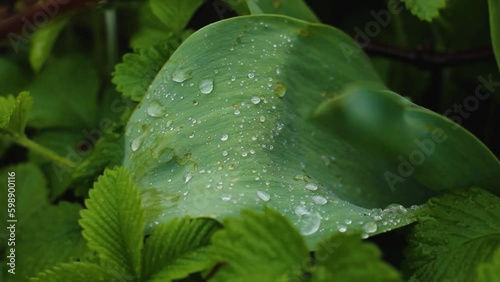Raindrops on a green leaf. Summer garden in rainy weather. Bright green colors in the garden after the rain