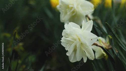 Daffodils in the garden. spring garden