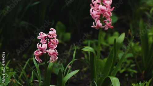 Pink hyacinths in the garden. spring garden