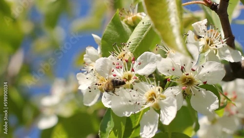 A bee collects nectar on a flowering tree. The bee is working. Blossoming apple tree close-up. white flowers on the tree