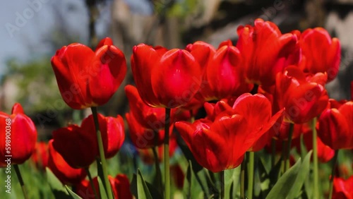 Red tulips close up. Red spring flowers. Early flowers in the garden