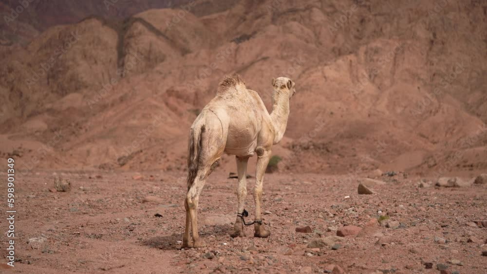 Rear View of a Camel Scratching his Legs at Desert with Rocky Mountain in Background Rear View of a Camel Scratching his Legs at Desert with Rocky Mountain in Background