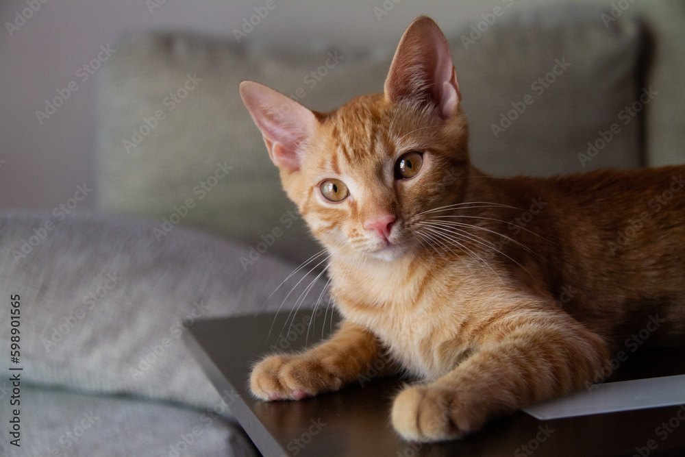 Close up portrait of blond kitten with adorable look Close up portrait of blond kitten with adorable look