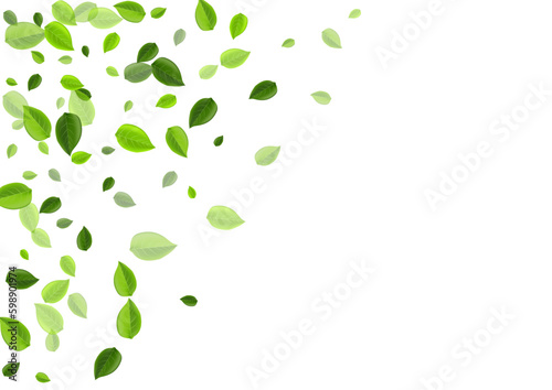 Lime Leaf Swirl Vector Concept. Nature Greens